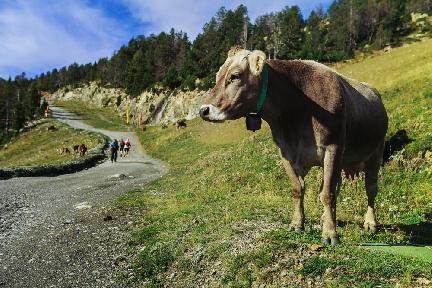 Pistas forestales para el disfrute del entorno de Andorra
