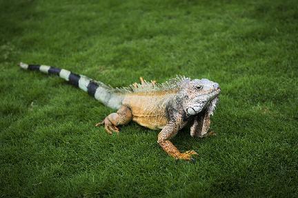 Iguanas en el Parque Seminario en la ciudad del Guayaquil