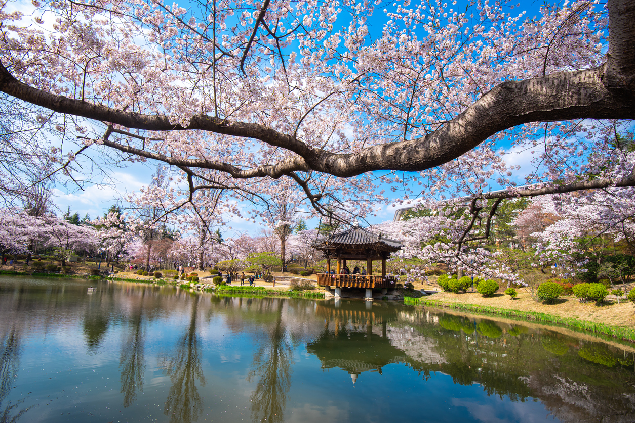 Cerezos en flor en un lago de Kioto, Japón